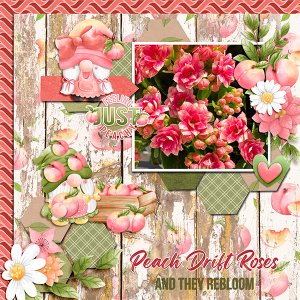 Peach Drift Roses