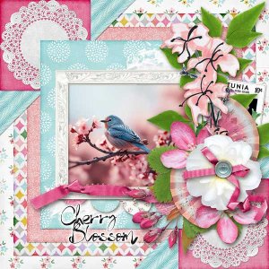 Cherry Blossoms