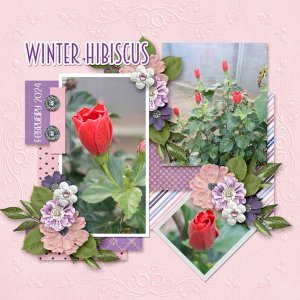 Winter Hibiscus