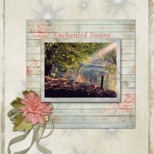 ENCHANTED SWANS