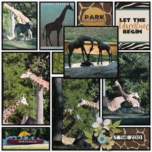 NC Zoo Giraffes