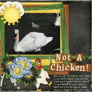 Not A Chicken!