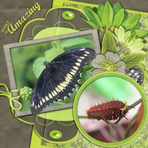 Pipevine Swallowtail