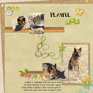 Playful Dog
