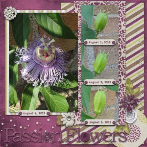 Passion Flowers