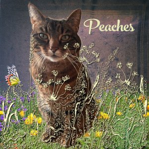Pretty Peaches 2024