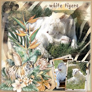 White Tigers