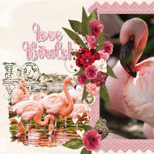 Love birds