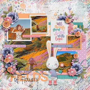 Fields of Flowers