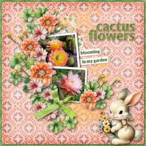cactus flowers