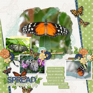 Butterflys