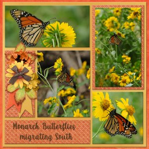 Monarch Butterfly migrating south