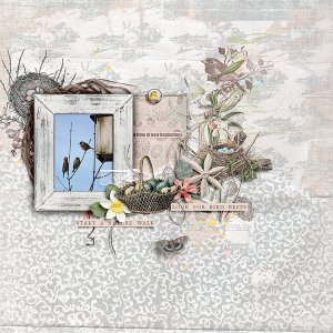 Look for bird nests