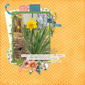 Daffodils