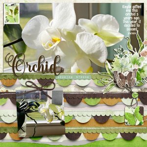 Orchid