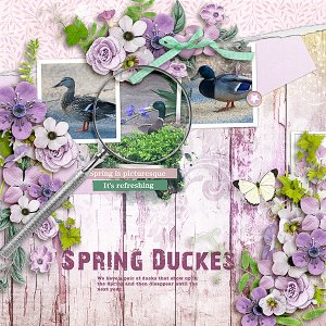 Spring-Ducks
