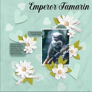 Emporer Tamarin