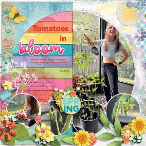 Tomatoes in Bloom