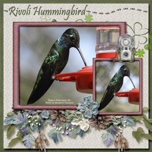 Rivoli_Hummingbird_small