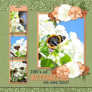 100'S of butterflies on one tree!