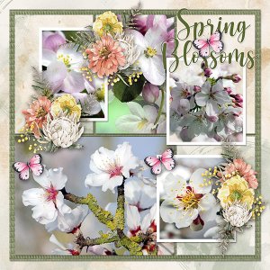 Spring Blossoms