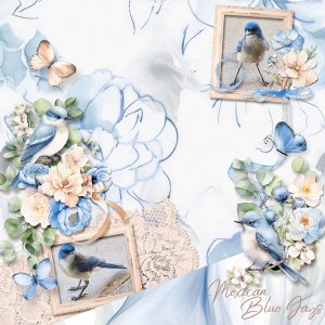 Mexican Blue Jays