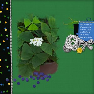 Shamrock plant
