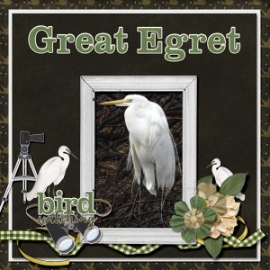 Great_Egret_small