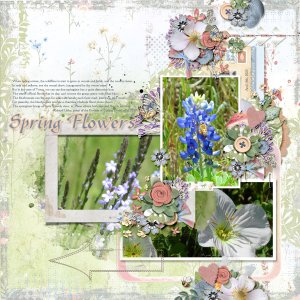 Spring Flowers