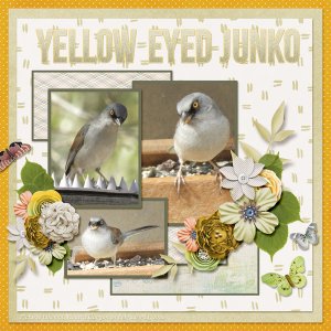 Yellow-eyed_Junko_small