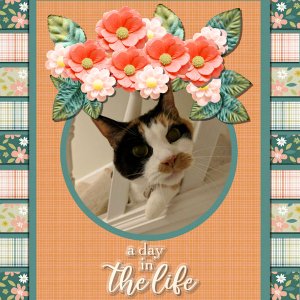 A Day in the Life of Gizmo