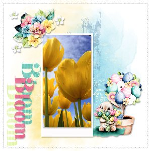 Bloom