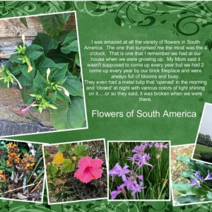 South America Flowers