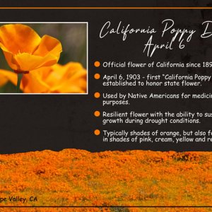 California Poppy Day