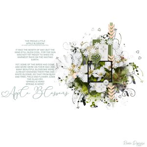 Apple Blossoms