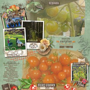 Home Grown Cherry Tomatoes