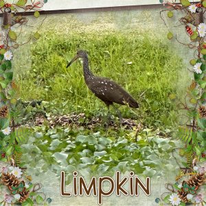 Limpkin