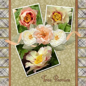 Tree Peonies