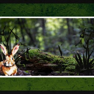 Bunny in the Woods