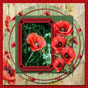 Poppies