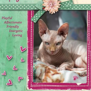 Sphynx Cat