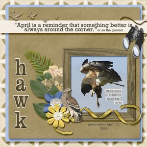 hawk_small2
