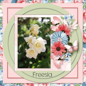 Freesia