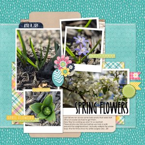 Spring Flowers