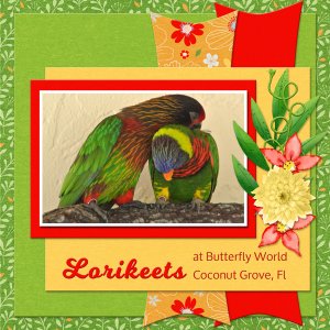 Lorikeets at Butterfly World