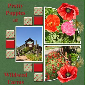 Pretty Poppies at Wildseed Farms
