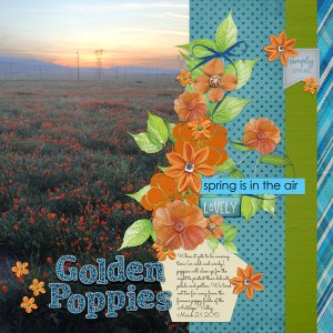 Golden Poppies
