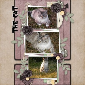 The_Cat