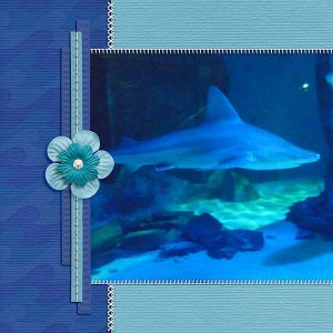 Shark