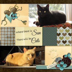 Sun Cats